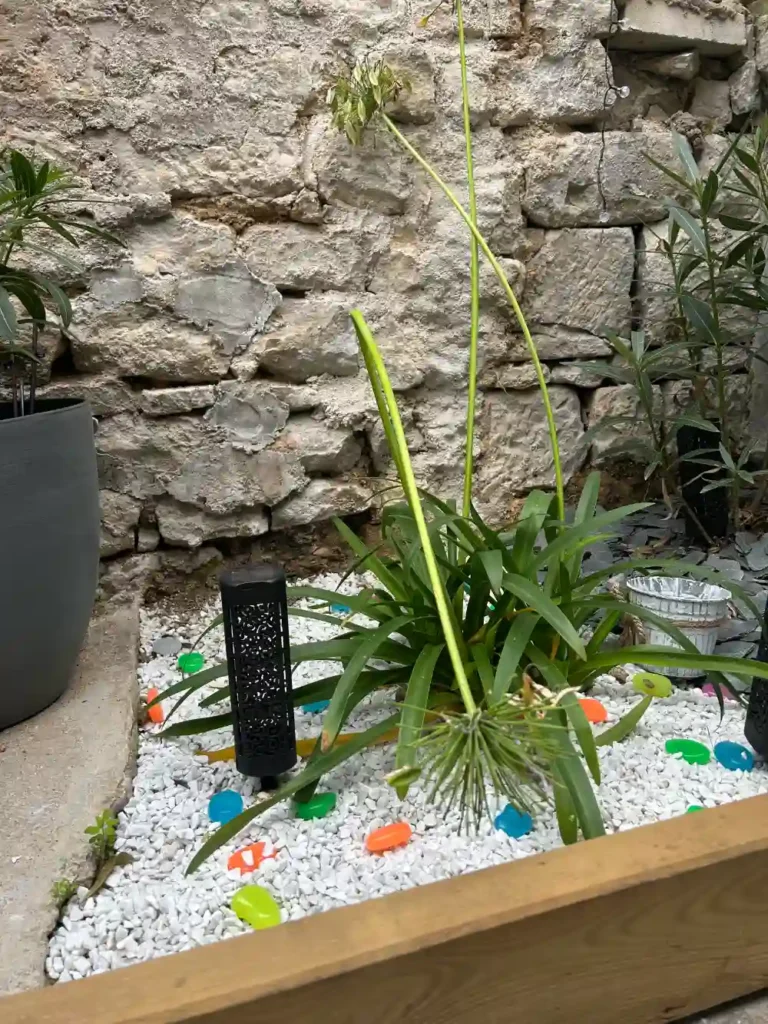 PMU à saint maixant lecole